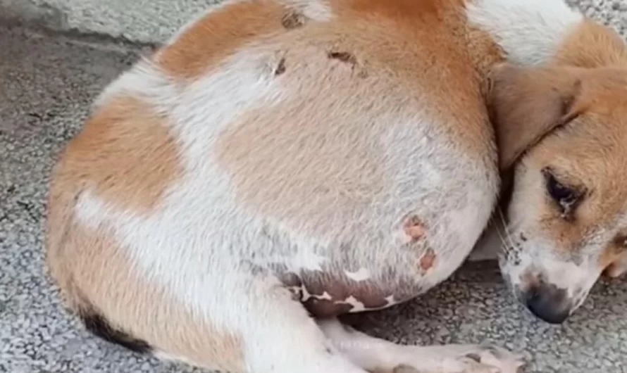 Puppy With Huge Abdomen Abandoned In A Cardboard Box