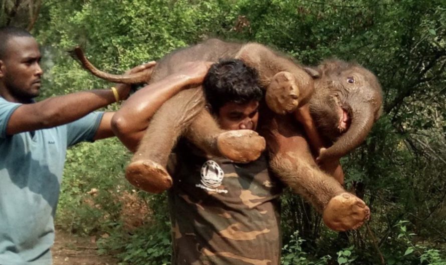 Ranger carries 200lb baby elephant on shoulders through forest to save its life