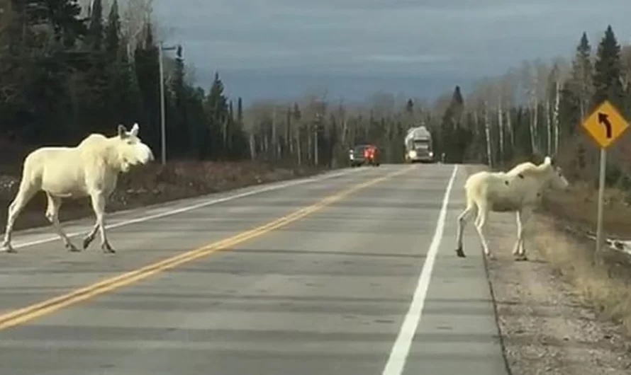 Remarkable Pair Of Ghost Moose Spotted Crossing A Canada Highway