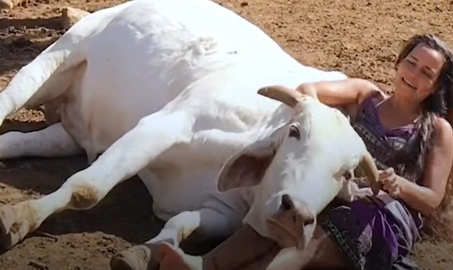 Rescue bull melts into rescuer’s lap when she sings to him
