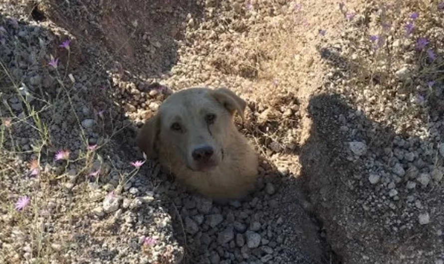 Rescuer Discovers Dog Hidden Up To Her Neck Before Realizing That She Is Not Alone