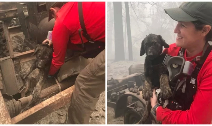 Sheriff’s Office Finds Tiny Canine With Burns Poking His Head Out of Fiery Aftermath