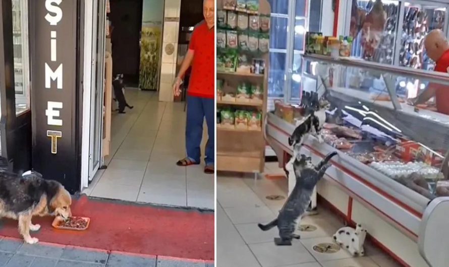 Shop owner lets stray animals enter his store for meat scraps every day