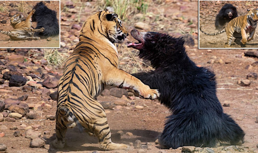 Sloth Bear Protects Her Cub From Tiger