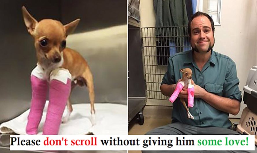 Small Chihuahua Saved From Dumpster Resting Now In Safe Hands