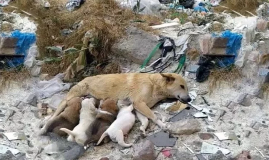 Stray mother dog with her legs were broken, fighting to save her puppies desperate waiting for help!