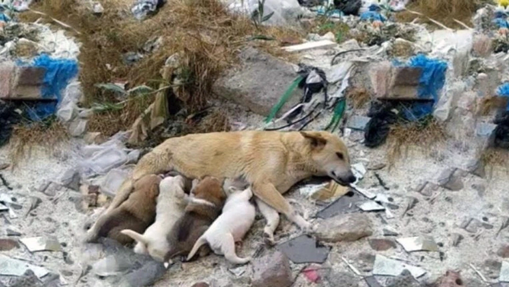 Stray mother dog with her legs were broken, fighting to save her ...