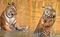 Stunning Photos Show Rescued Tiger Mother Giving Her Cub A Good Wash In The River (8 Pictures).