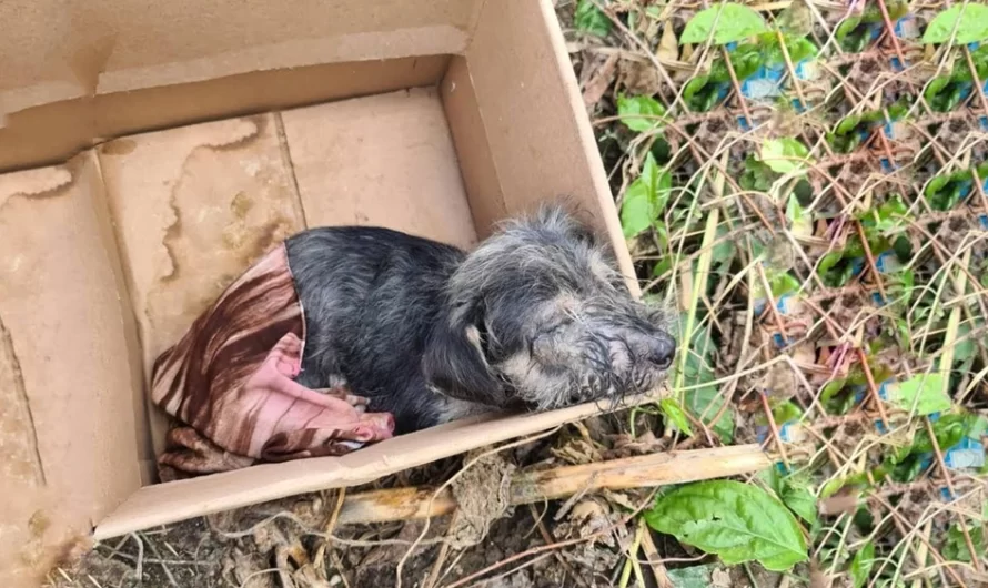 The Helpless And Sick Puppy Abandoned In The Moor Is Almost Exhausted