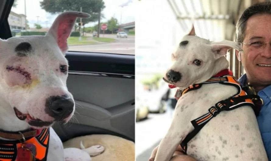 The One-Eyed Dog Who Was Abused Is Now Living A Happy Life