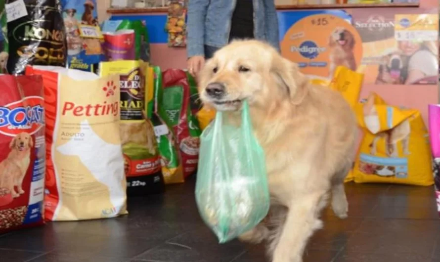 The Puppy That Carried In His Nose A Bag With Money To Pay For His Food Crossed The Rainbow