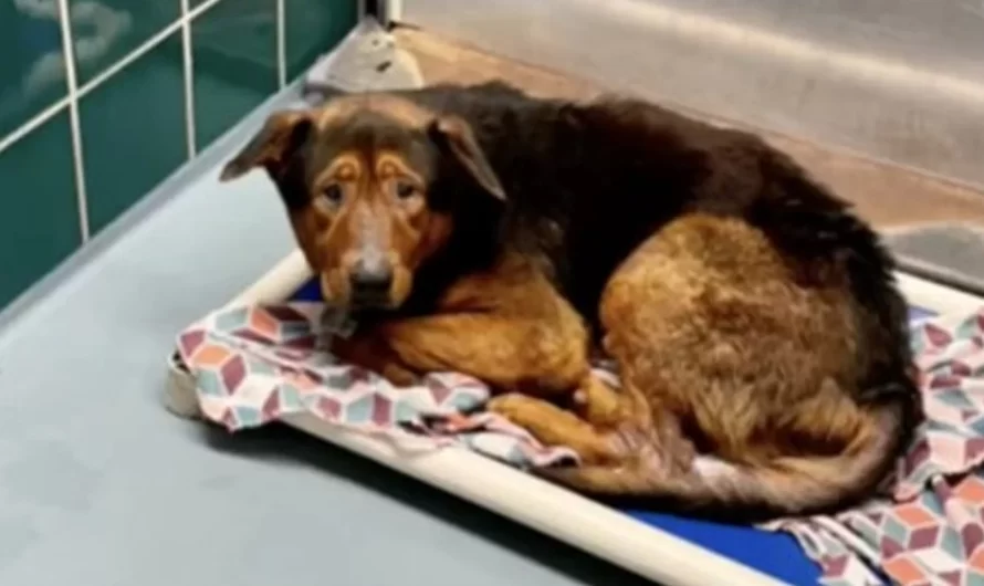 The Rescue Of A Shelter Dog Just Before Euthanasia