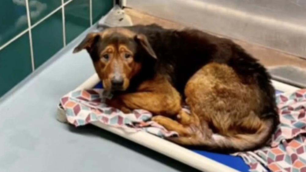 The Rescue Of A Shelter Dog Just Before Euthanasia