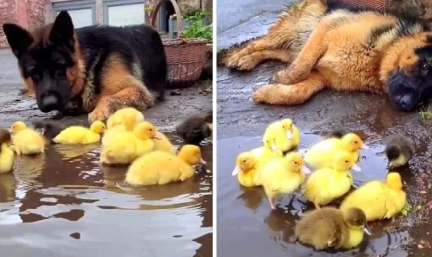 A cute video. The sweet German Shepherd adores looking after little creatures