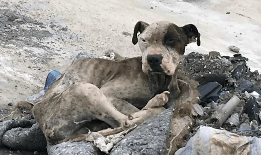 This Dog Was Found Extremely Malnourished, A Few Months Later He’s Unrecognizable As He Recovers And After That Finds A Forever Home