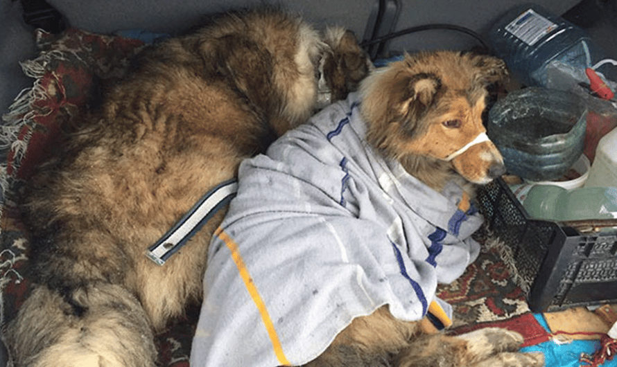 This Dog Was Too Injured To Move From A Moving Train, But His Brave Friend Came To Rescue Him