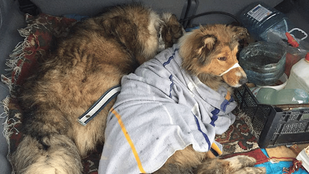 This Dog Was Too Injured To Move From A Moving Train But His Brave Friend Came To Rescue Him