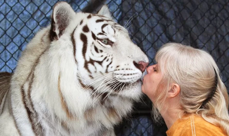 This Woman Keeps 2 Pet Tigers In Her Backyard – And They’re As Caring And Playful As Kittens