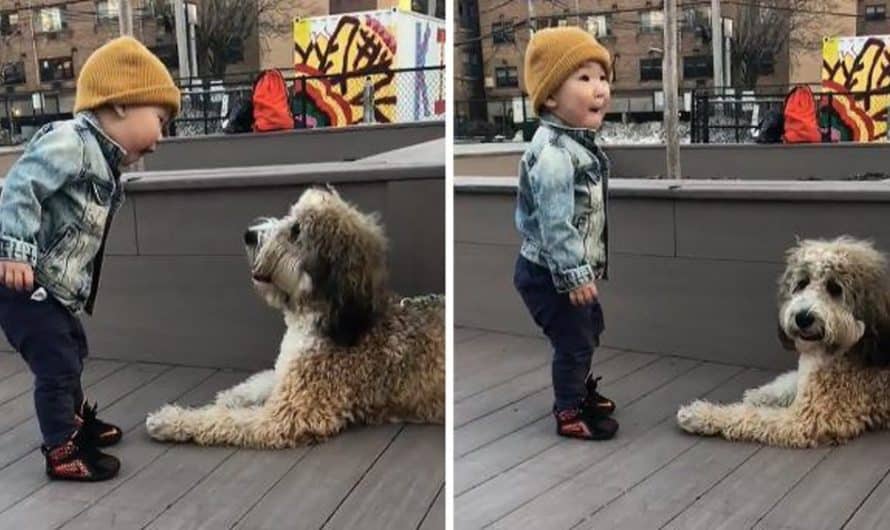 Toddler Meets A Dog For The First Time, And It Shows On His Face