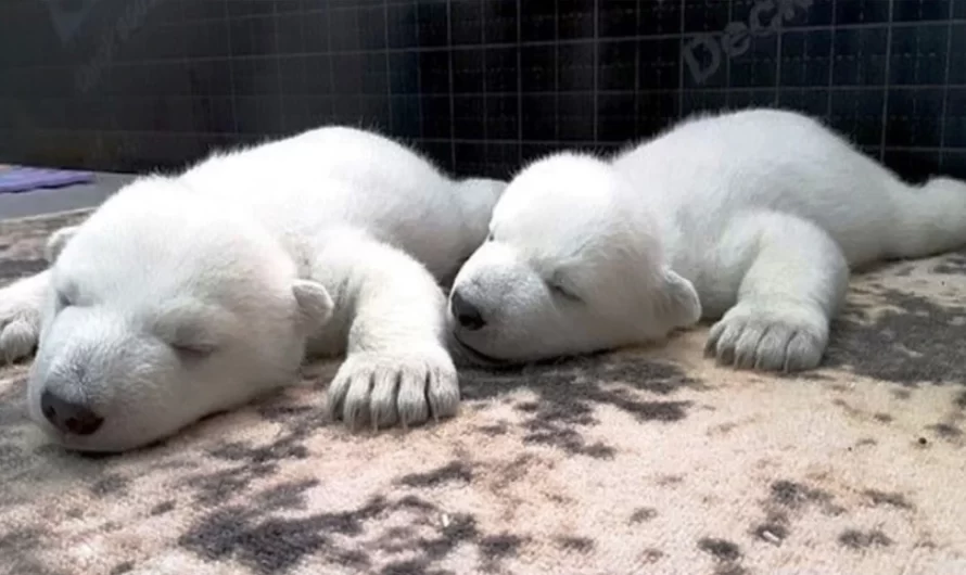 Two Baby polar Bears Found Trying To Survive After Being Abandoned By Their Mom