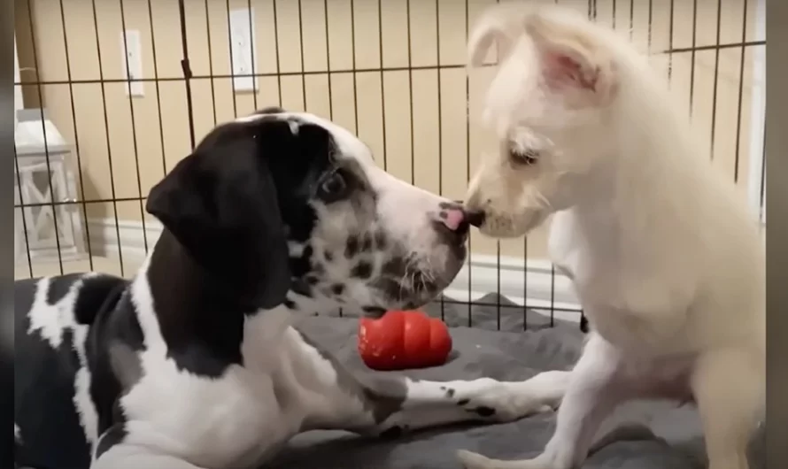 Two-legged puppy was lonely till she met a dog who was just like her.