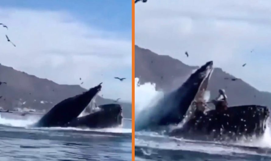 Unbelievable Video Shows Humpback Whale Swallowing 2 Ladies