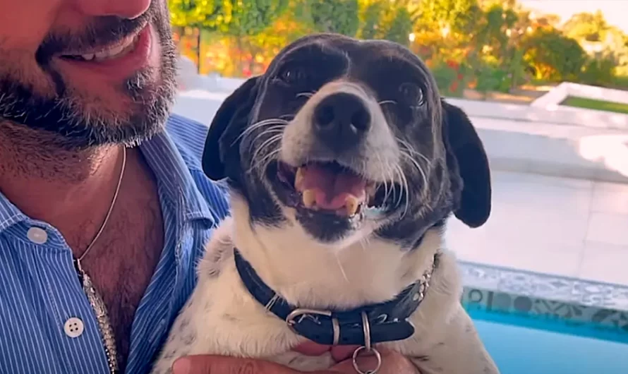 Unwanted Dog Defeats Cancer And Gets Her Loving Forever Home