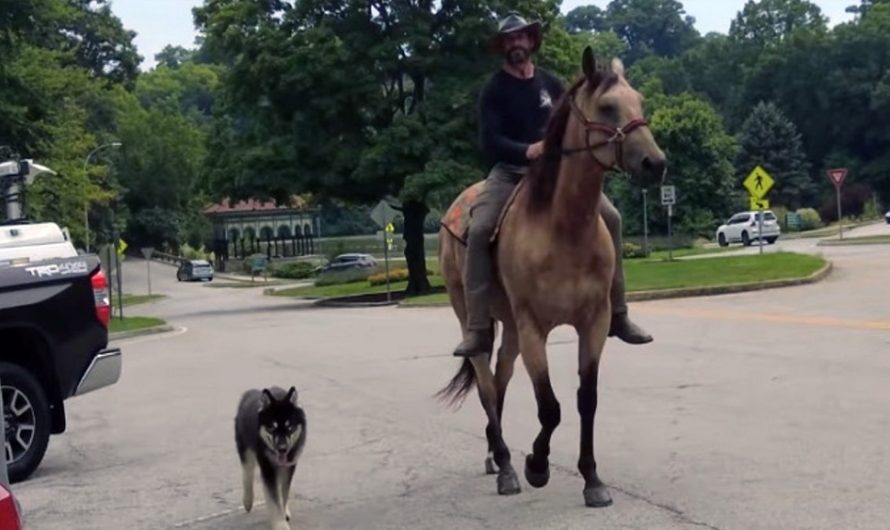 Veteran, horse, and dog are walking thousands of miles across the united state for a great cause