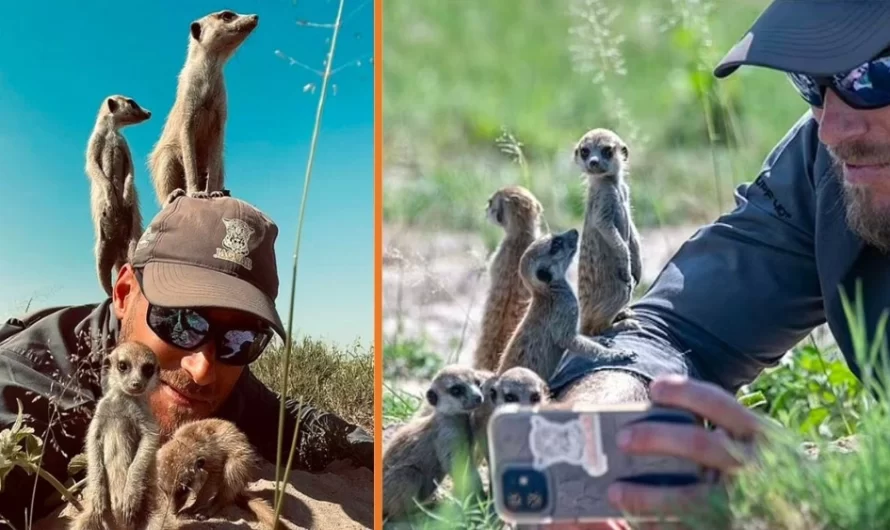 Wildlife Photographer Gets Mobbed By The Most Charming Meerkat Family