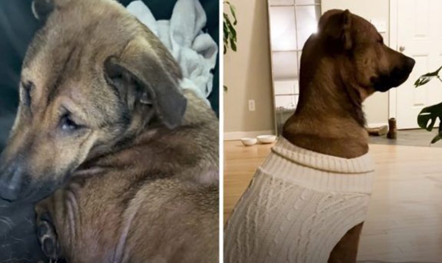 Dog Rescued From Euthanasia List Just Stared At The Wall In Her New Home