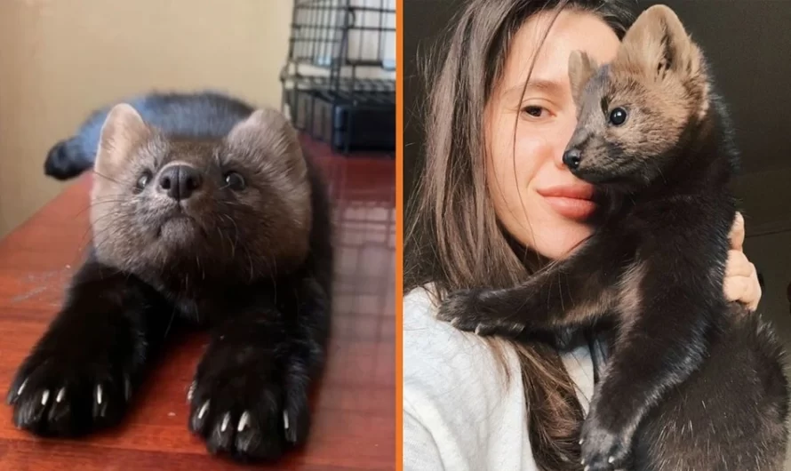 Woman Rescues Sable From Becoming Someone’s Layer And Decides To Give It A Loving Home