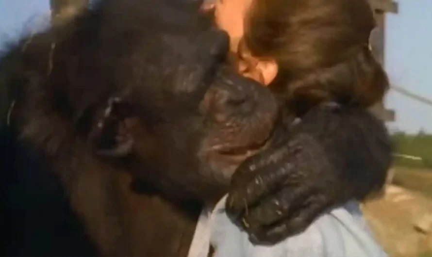 Woman gets emotional after reuniting with chimpanzees she saved over twenty years ago