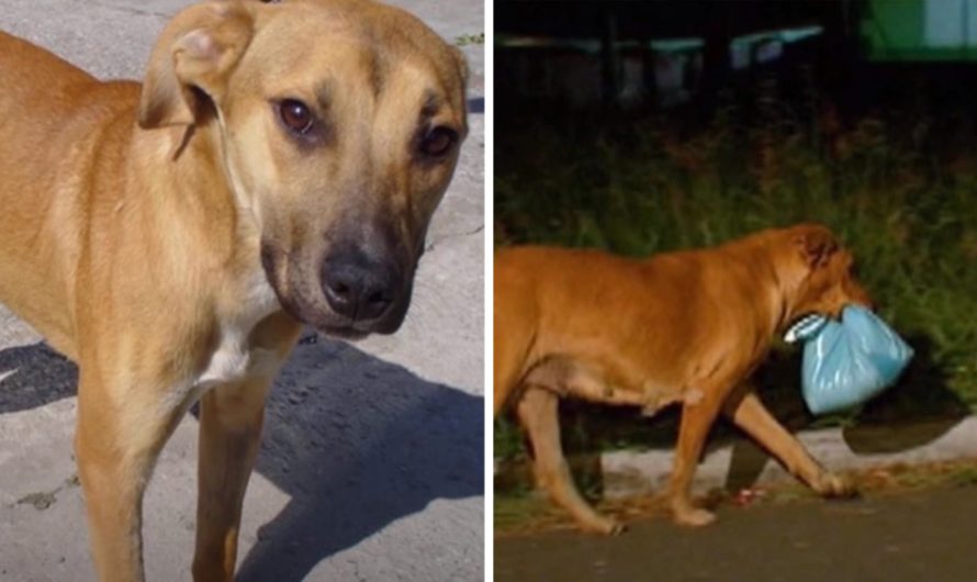 Woman takes in street dog that escapes every night and eventually decides to follow him