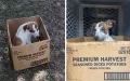 Puppy Refuses To Leave Cardboard Box Her Owner Abandoned Her In
