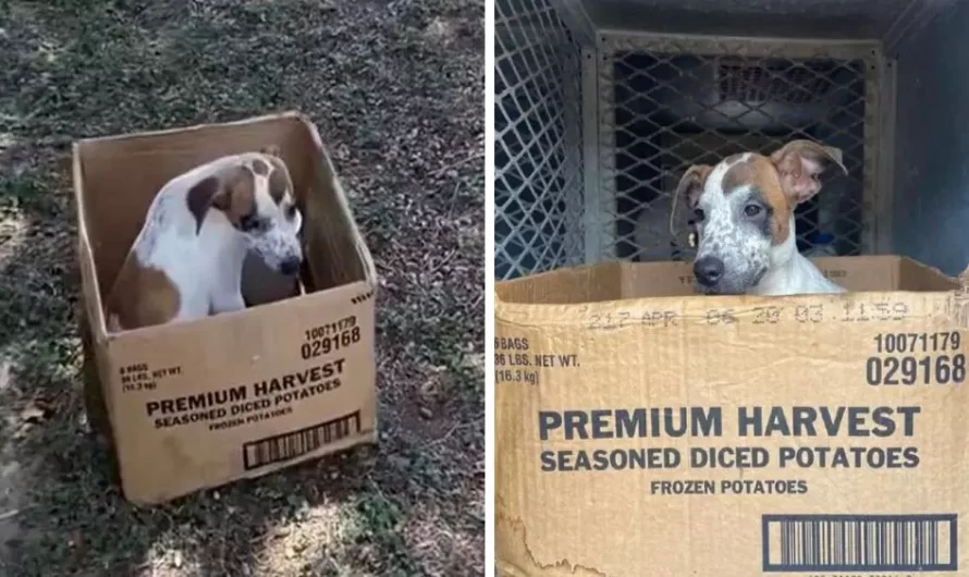 Puppy Refuses To Leave Cardboard Box Her Owner Abandoned Her In