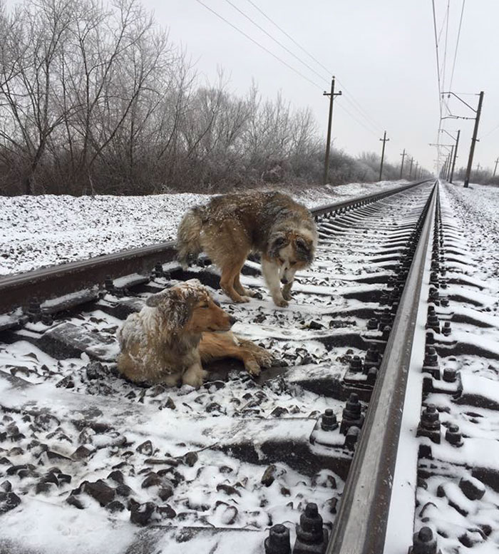 Dogs Train Railway Tracks Ukraine 2