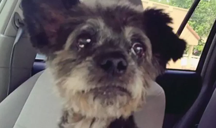 Lady Adopts Dying Dog To Make His Last Days As Happy As Possible