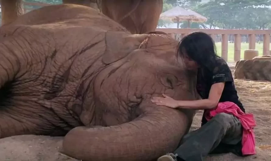 Elephant Falls Asleep Whenever Her Caretaker Sings Her A Lullaby