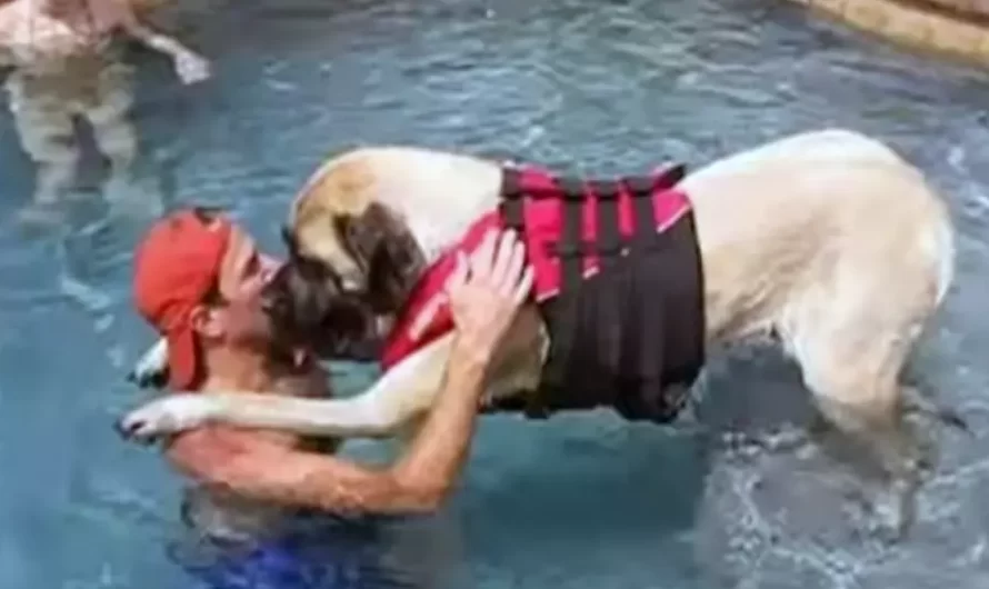 Huge Dog Is Afraid Of Water, So Her Loving Father Teaches Her To Swim