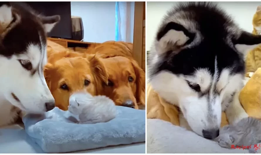 Dogs Are Enamored With Their Newest Kitten Brother Or Sister After Satisfying Her For The First Time