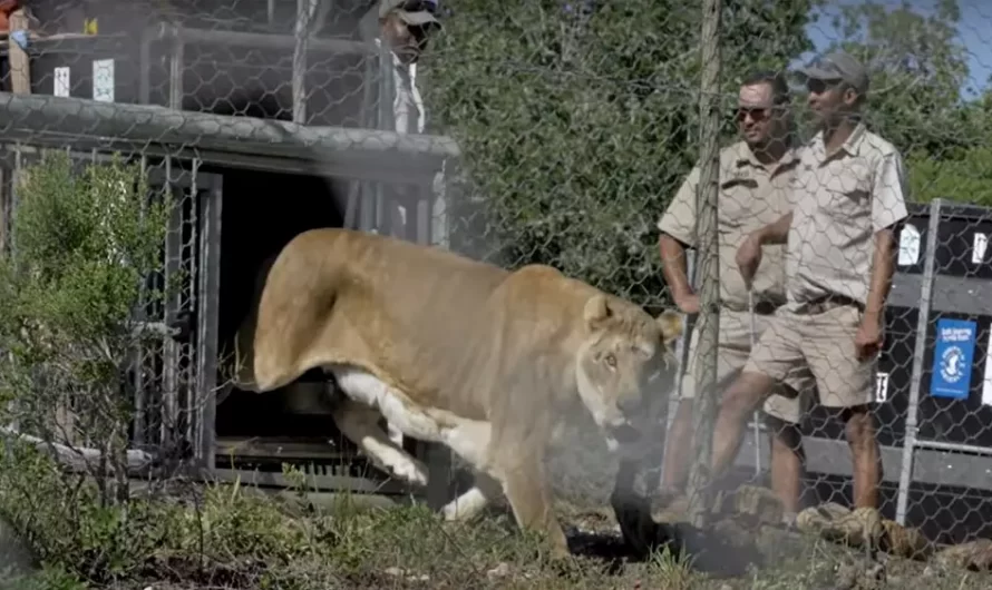 Lions who spent years in cages in traveling circus take first steps to freedom