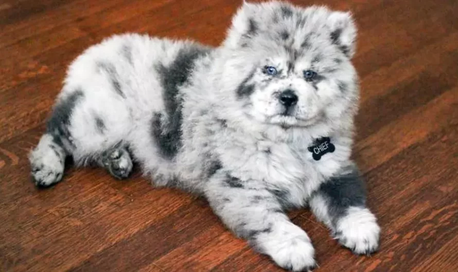 Meet This Tiny Oreo Cloud Who Will Ultimately Become A Giant 85-Pound Floof