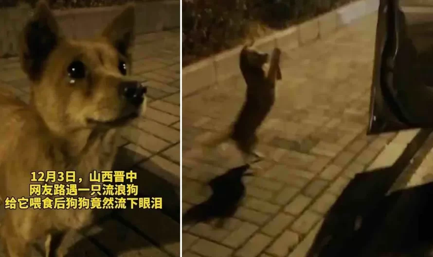 Feral Dog Losing Tears and Bowing Hands in Gratitude When Passersby Feed Him After Starving For Days