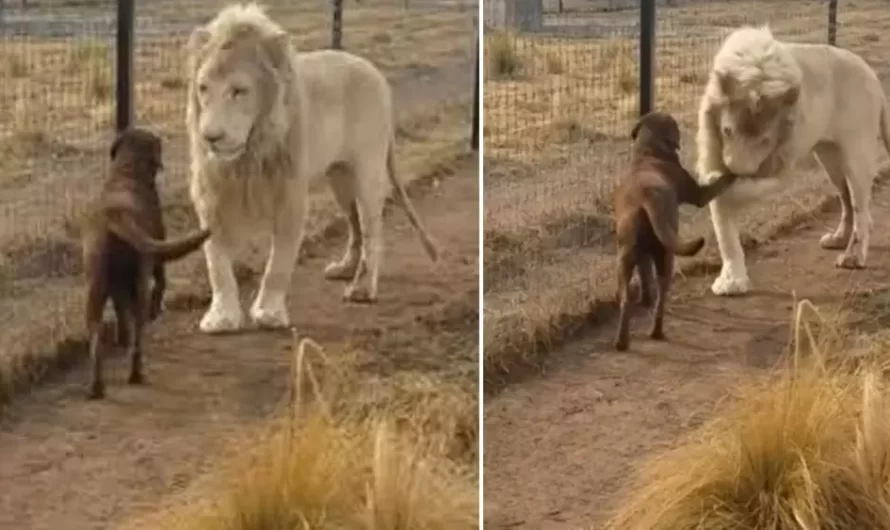 Lion begs his dog bestfriend for forgiveness and his sweet gesture gains 30M views