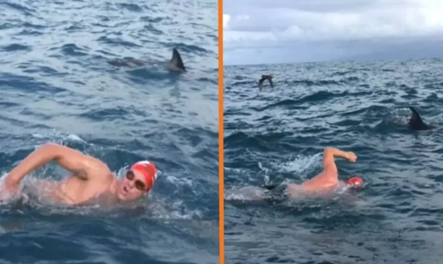 Man Saved From 6FT Shark When Brave Pod Of Dolphins Form Protective Circle Around Him