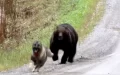 Owners See As Their Dog Returns From The Woods With A Bear Friend