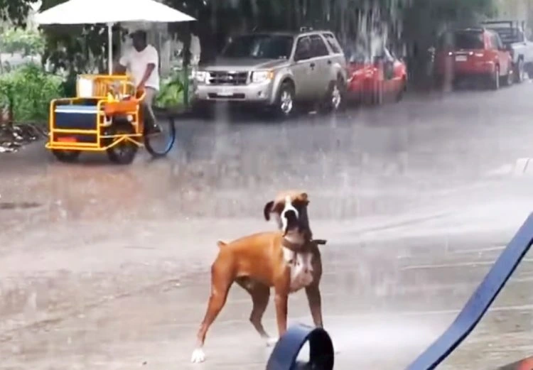 Perro Lluvia12 1 750X521 1