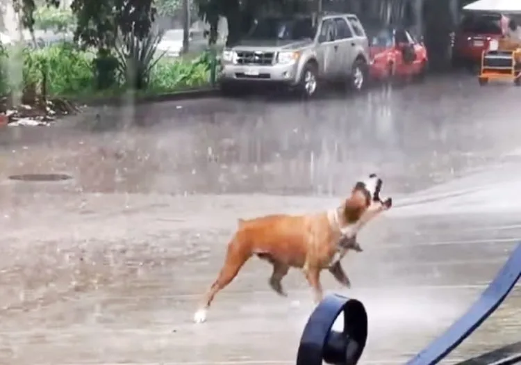 Perro Lluvia6 1 750X525 1