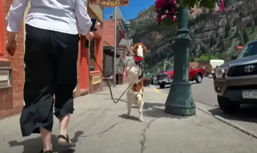 3 legged dog gets over hurdle and walks upright like a person