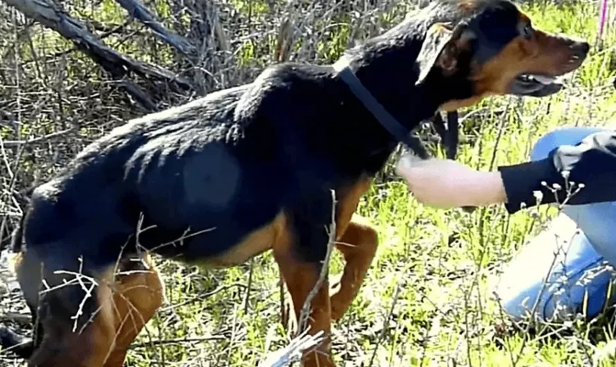 Dog With Broken Leg Senses The Lady Is Here To Help, So He Leaps Into Her Arms